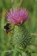 Bombus pratorum